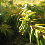 Juniperus (Juniper) Conferta All Gold