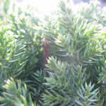 Juniperus Procumbens Nana (Dwarf Juniper)