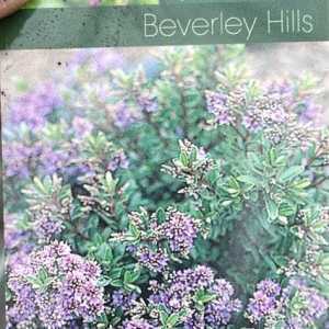 Hebe Beverley Hills