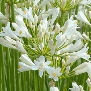 Agapanthus Snowstorm (White) Lily Of The Nile (African Lily)