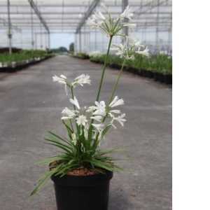 Agapanthus Snowstorm (White) Lily Of The Nile (African Lily)