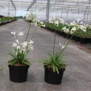 Agapanthus Snowstorm (White) Lily Of The Nile (African Lily)