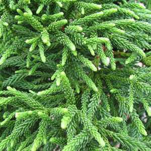 Cryptomeria Japonica Little Champion 1/4 Standard