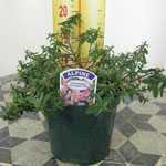 Helianthemum Lawrenson's Pink