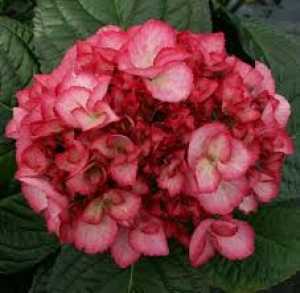 Hydrangea Macrophylla Salsa