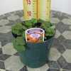 Geum Coccineus Queen of Orange ( Herbaceous Perennial) 1ltr