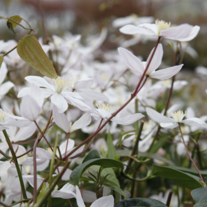 Clematis Armandii Apple Blossom