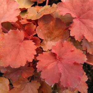 Heuchera 