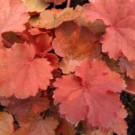 Heuchera 'Cherry Cola'
