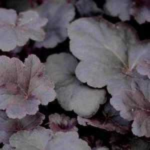 Heuchera Obsidian