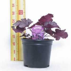 Heuchera 