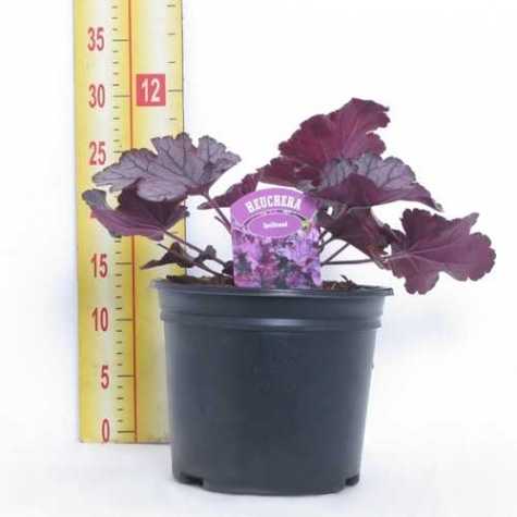 Heuchera 'Spellbound'