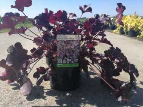 Heuchera 'Blackberry Marmalade'