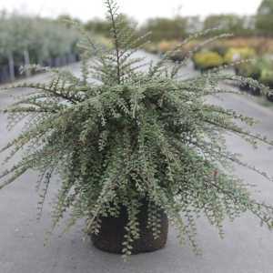 Cotoneaster Atropurpureus 