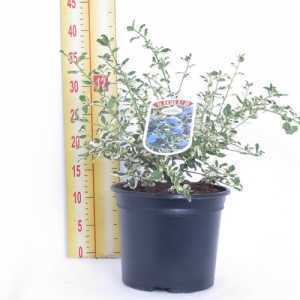 Ceanothus 