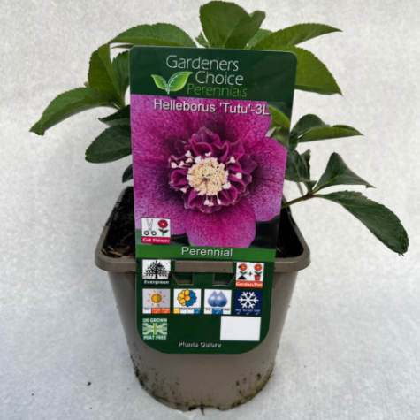 Helleborus 'Tutu'