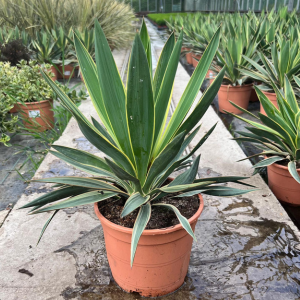 Yucca Gloriosa 'Variegata'