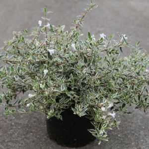 Abelia Grandiflora 