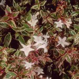 Abelia Grandiflora 'Confetti'