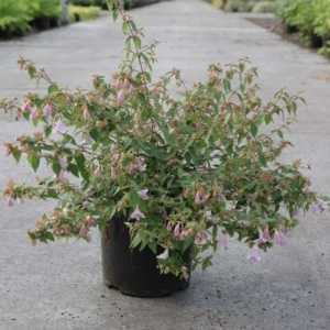 Abelia Grandiflora 