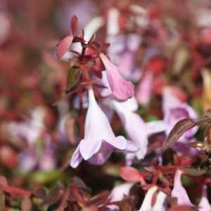 Abelia Grandiflora 'Pinky Bells'