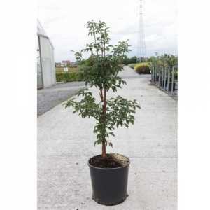 Acer Griseum (Paperbark Maple)