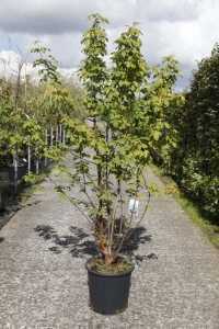 Acer Griseum (Paperbark Maple)