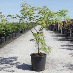 Acer Japonicum 'Aconitifolium'