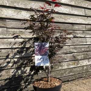 Acer Palmatum 'Atropurpureum'