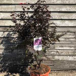 Acer Palmatum 'Bloodgood'