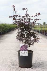 Acer Palmatum 'Bloodgood'