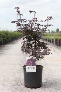 Acer Palmatum 'Bloodgood'