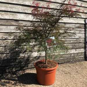 Acer Palmatum 'Dissectum Garnet' Japanese Maple