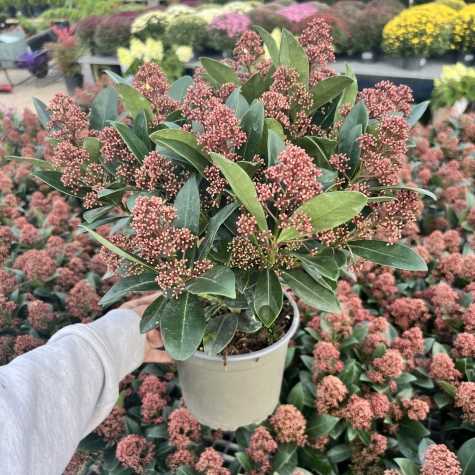 Skimmia Japonica Rubella