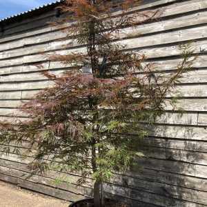 Acer Palmatum 'Inaba-Shidare'