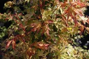 Acer Palmatum 'Katsura'