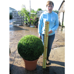 Buxus Sempervirens Ball /Topiary Ball) 60-65cm Set of 2