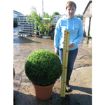 Buxus Sempervirens Box Ball/Topiary Ball) 60-65cm Set of 3
