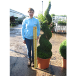 Buxus Sempervirens Spiral (Box Hedge) 2mtr