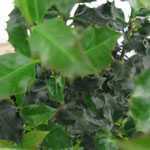 Ilex Meservae (Blue Holly) 2ltr