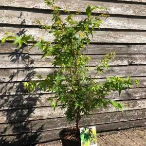 Acer Palmatum 'Sangokaku'