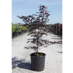 Acer Palmatum 