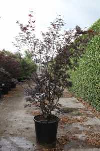 Acer Palmatum 'Trompenburg'