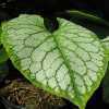 Brunnera Macrophylla 'Jack Frost' Great forget-me-not