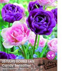 Tulip Bulbs Double Late Candy Sensation 25 Per Pack