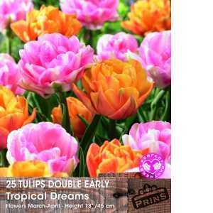 Tulip Bulbs Double Early Tropical Dreams 25 Per Pack
