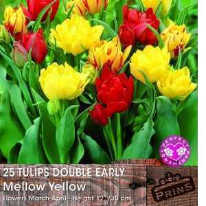 Tulip Bulbs Double Early Mellow Yellow 25 Per Pack