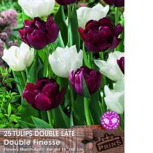 Tulip Bulbs Double Late Double Finesse 25 Per Pack