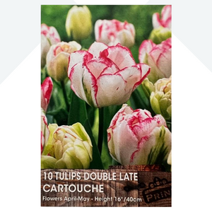 Tulip Bulbs Double Late Belicia 10 Per Pack