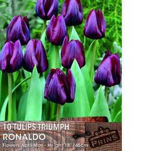 Tulip Bulbs Triumph Ronaldo 10 Per Pack